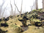 more lichen